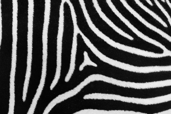 Pelle di zebra Immagini Stock Royalty Free