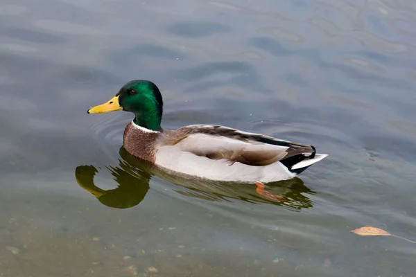 A lonely duck — Stock Photo, Image