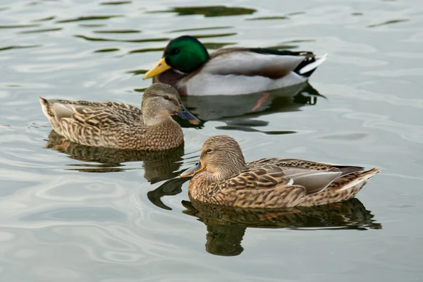 stock image Three ducks