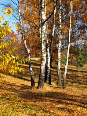 Colorful autumn forest clipart