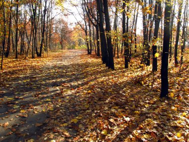 Forest road in autumn clipart