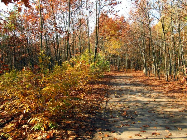 Lesní cesta na podzim — Stock fotografie