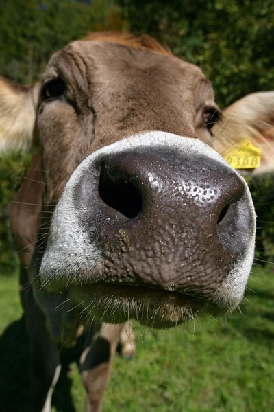 Neugierige Schweizer Kuh — Stockfoto