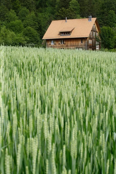 Будинок на пшеничному полі — стокове фото