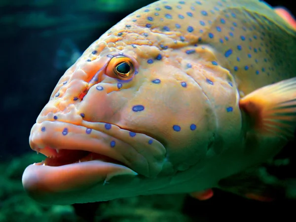 Big tropical fish — Stock Photo, Image