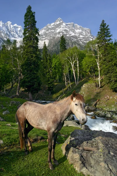 Cavalo nos Himalaias — Fotografia de Stock