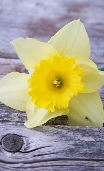 Yellow Daffodil — Stock Photo, Image