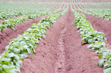 Potato Field clipart