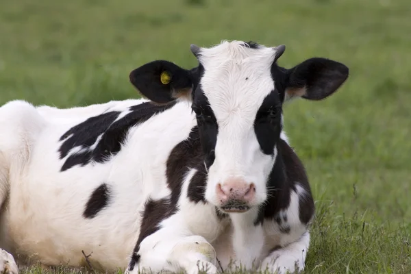 Holstein-tehén — Stock Fotó