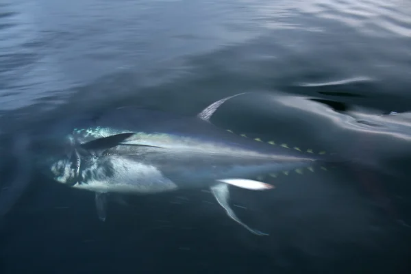 stock image Blue fin tuna