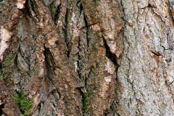 stock image The bark of an old tree close up