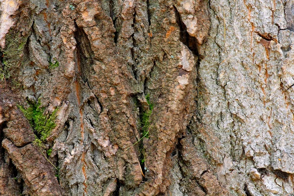 De schors van een oude boom close-up Stockfoto