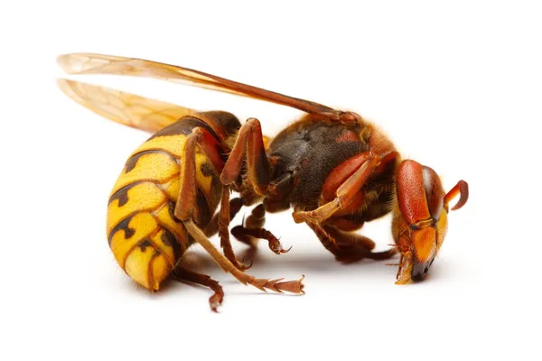 European hornet, Vespa crabro — Stock Photo, Image