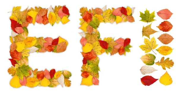 Buchstaben e und f aus Herbstblättern — Stockfoto