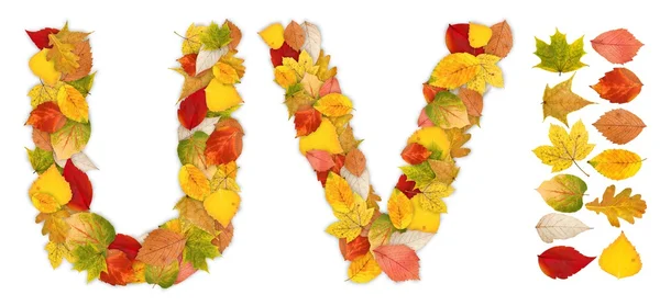 Caractères U et V faits de feuilles d'automne — Photo