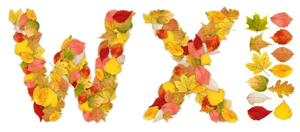 Karakter w ve x sonbahar yaprakları yapılmış — Stok fotoğraf