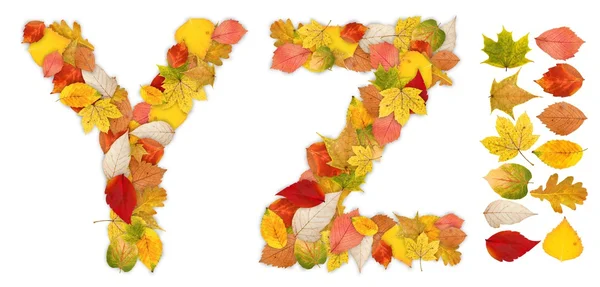Tekens y en z gemaakt van Herfstbladeren — Stockfoto