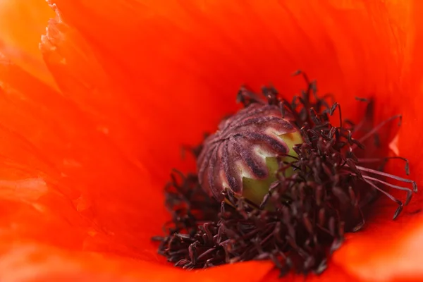 stock image Macro beautiful flower