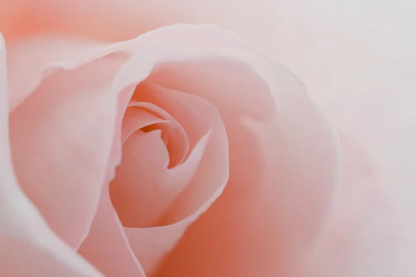 Macro flor bela rosa — Fotografia de Stock