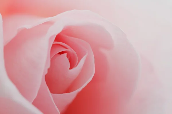 宏花卉美丽玫瑰 — 图库照片