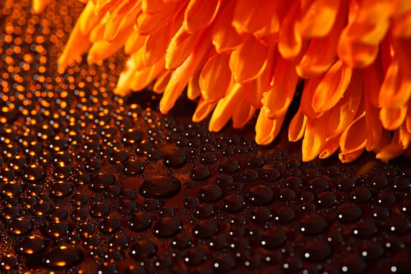 Piękne krople wody i pomarańczowy kwiat — Zdjęcie stockowe