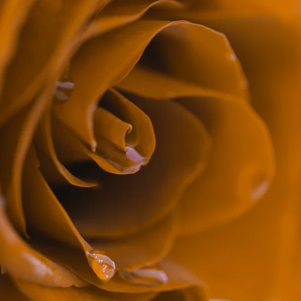 Piękny kwiat makro róża — Zdjęcie stockowe