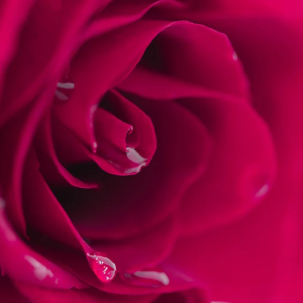 Macro цветок красивая роза — стоковое фото