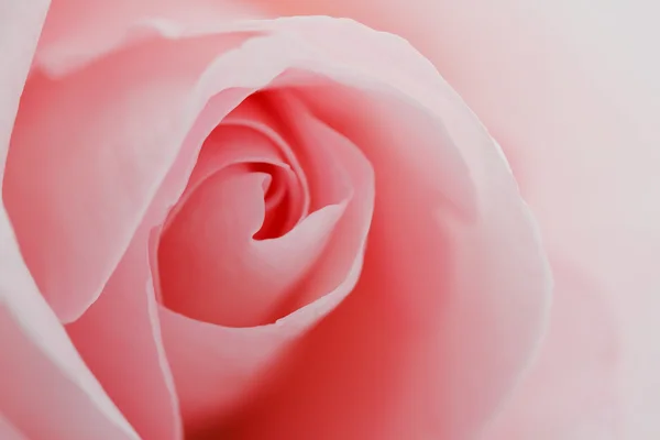 マクロ美しいバラ — ストック写真