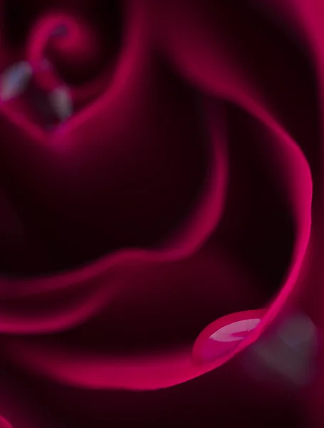 Makroblume schöne Rose — Stockfoto