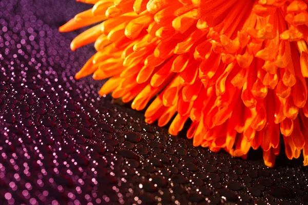Beautiful drops of water and orange flower — Stock Photo, Image