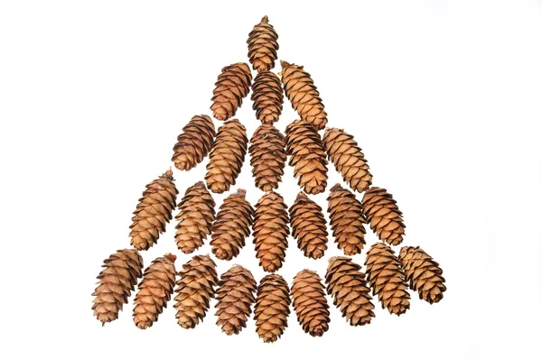 Small cones — Stock Photo, Image