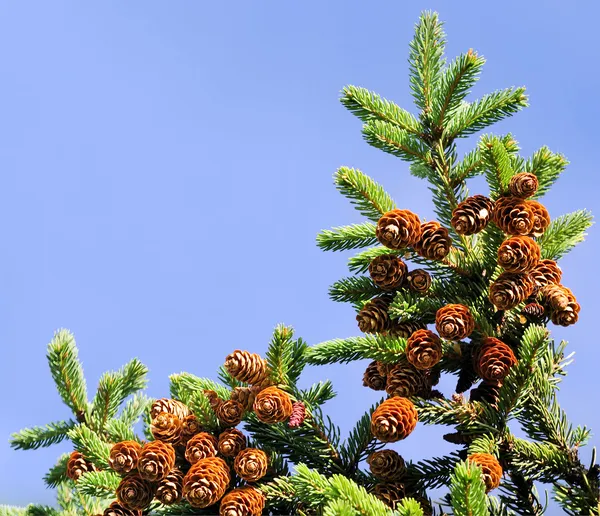 Ramo de árvore de pele com cones — Fotografia de Stock