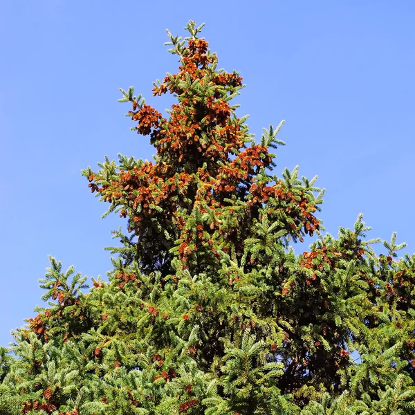 Kürk-ağaç — Stok fotoğraf
