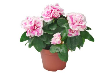 Azalea flower in the pot clipart