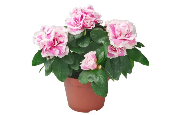Azalea flower in the pot — Stock Photo, Image