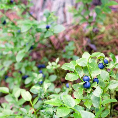 Wild blueberries growing in forest