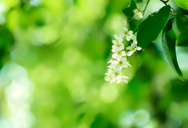 Apple Blossoms & groene bladeren — Stockfoto