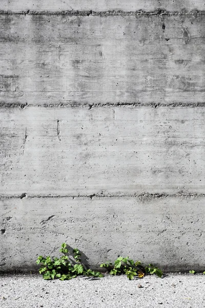 コンクリートと小さな植物 — ストック写真
