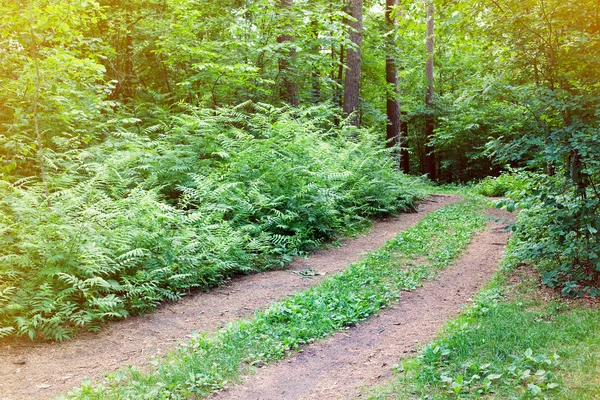 stock image Small rural forest road