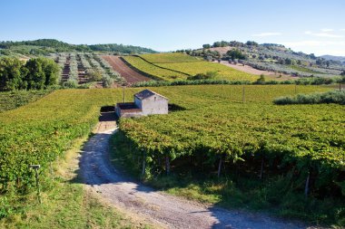 Small farmhouse in the middle of vineyards clipart