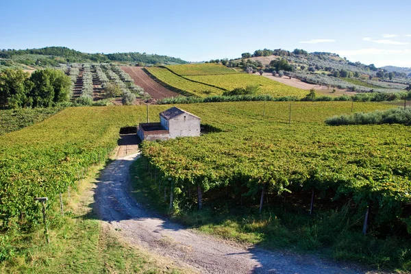 Kleine boerderij in het midden van wijngaarden — Stockfoto
