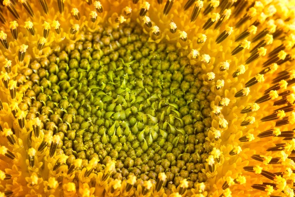Олія соняшникова пелюстки — стокове фото