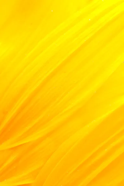 Sunflower petals — Stock Photo, Image
