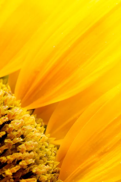 Sonnenblumenblätter — Stockfoto