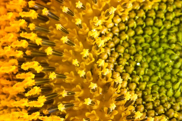 Sunflower petals — Stock Photo, Image