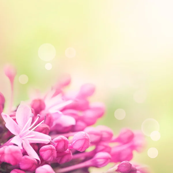 Hermoso fondo floral abstracto — Foto de Stock