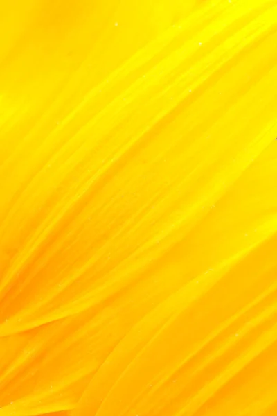 Petale de floarea soarelui — Fotografie, imagine de stoc