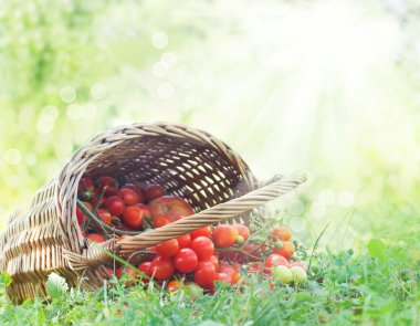 Freshly harvested tomatoes clipart