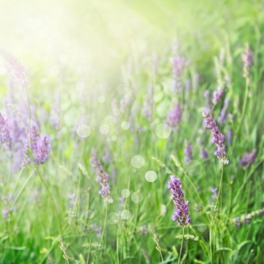 Lavender field background clipart