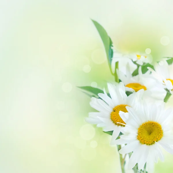 Design de primavera ou verão de flores silvestres frescas . — Fotografia de Stock